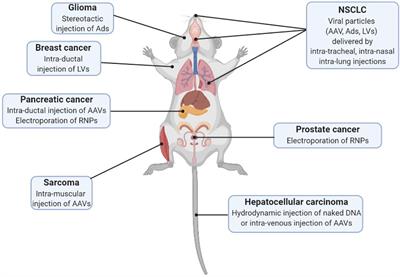 Frontiers Semms Somatically Engineered Mouse Models A New Tool For